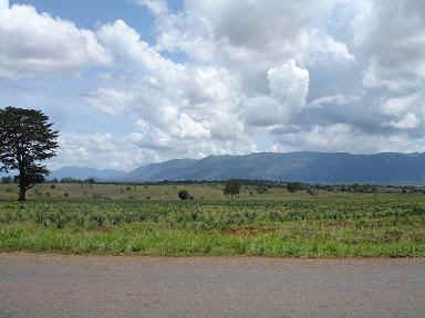 Amani0.JPG (33864 Byte)