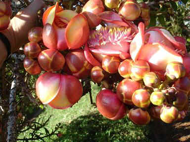 Amani2.JPG (54753 Byte)