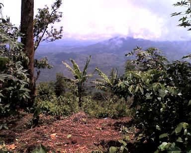 Amani6.JPG (39087 Byte)