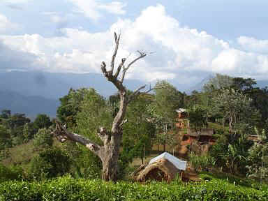 Amani9.JPG (45296 Byte)