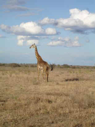 Kibaya11.JPG (11053 Byte)