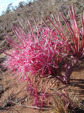 Kibaya15.JPG (28589 Byte)