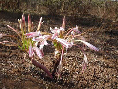 Kibaya2.JPG (27914 Byte)