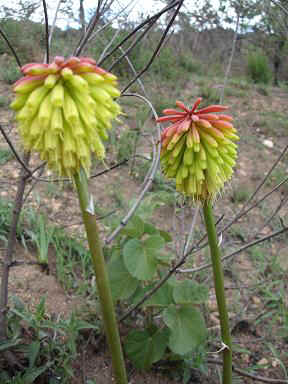 Kibaya9.JPG (18595 Byte)