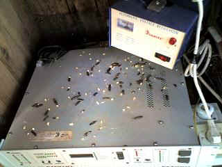 Mlalo15.JPG (19934 Byte)