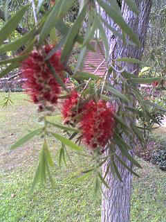 Mlalo4.JPG (28618 Byte)