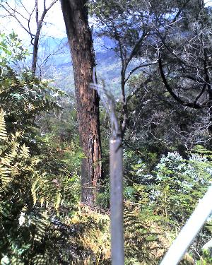 20-04-11_1314.jpg (49229 bytes)