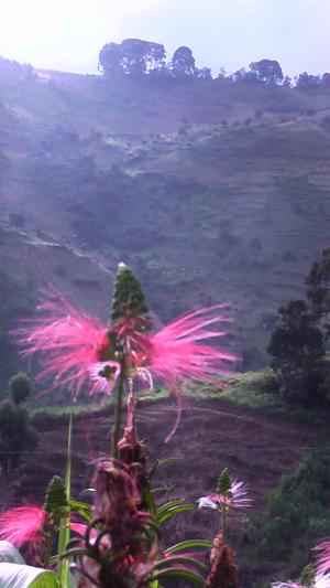 20120315_065045.jpg (24134 bytes)