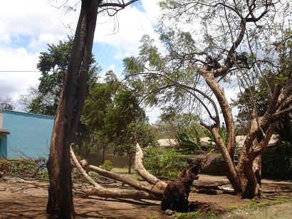 Baum3.JPG (25868 Byte)