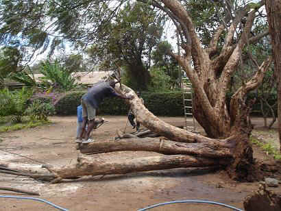 Baum6.JPG (24860 Byte)