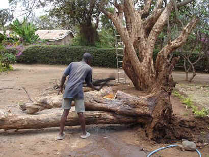 Baum7.JPG (23669 Byte)