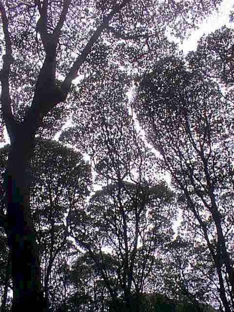 wpe1.jpg (71124 bytes)