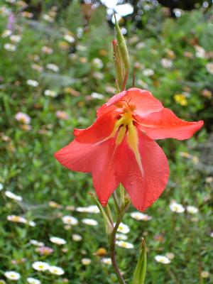 Moro11.jpg (24777 Byte)