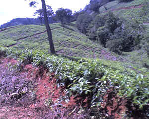 29-09-11_1337.jpg (77873 Byte)