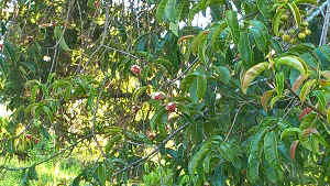 WP_20170112_07_29_12_Pro.jpg (105591 bytes)