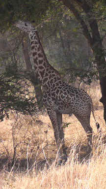 ir3b.jpg (74946 Byte)