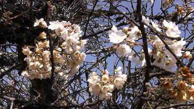 Kibaya10.JPG (58616 Byte)