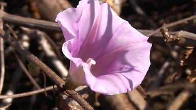 Kibaya3.JPG (34703 Byte)