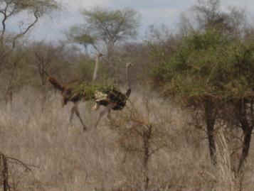 Kibaya12.JPG (9511 Byte)