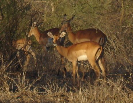 Kibaya13.JPG (34750 Byte)