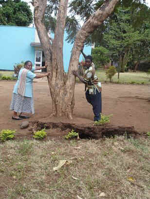 Baum1.JPG (21809 Byte)