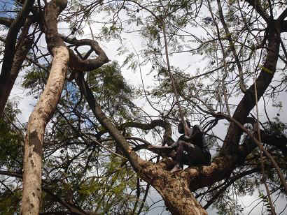 Baum2.JPG (31718 Byte)