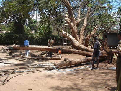 Baum4.JPG (25850 Byte)