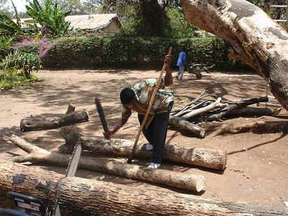 Baum5.JPG (25574 Byte)