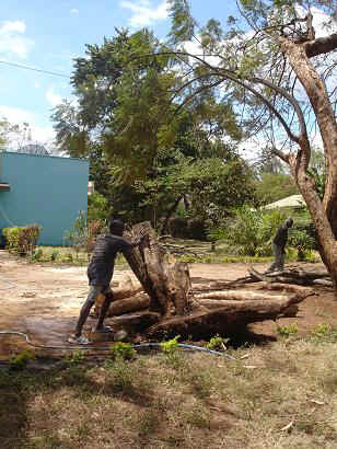 Baum8.JPG (25741 Byte)