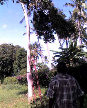 14-07-12_0938.jpg (78809 bytes)