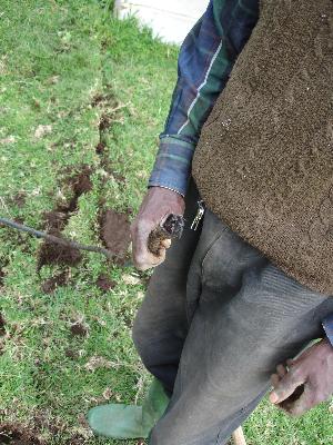 Kivesi8.jpg (37246 Byte)