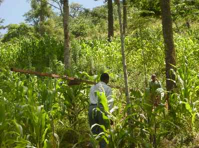 Kivesimast8.jpg (26232 bytes)