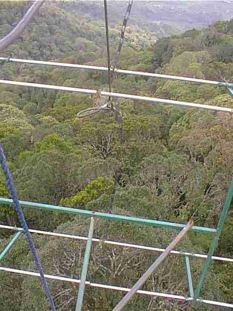 Ant8.jpg (72672 bytes)