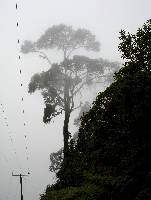 Bondwa6.jpg (34581 Byte)